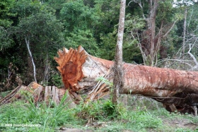 Hombre muere por árbol 