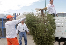 Colecta de &aacute;rboles de navidad