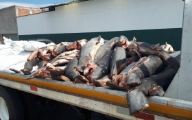 Los tiburones hallados en la Autopista.