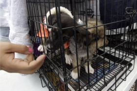 La venta de animales en v&iacute;a p&uacute;blica se sanciona por lo dispuesto en el cap&iacute;tulo 27 del C&oacute;digo Reglamentario Municipal (Coremun)