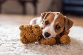 Las razas mas cotizadas son el labrador, schnauzer, bull terrier, chihuahua y pomerania.