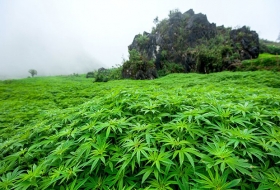 Mayores productores de marihuana