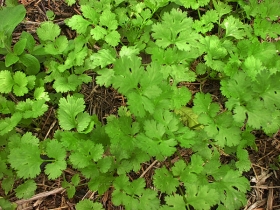 Prohíben cilantro