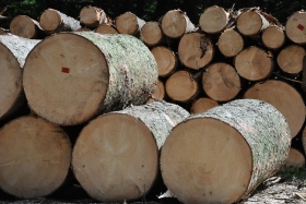 Asegur&oacute; 11 piezas de madera en rollo de Pino
