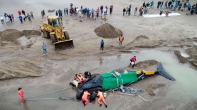 Encalló en la playa o padecía alguna enfermedad. 