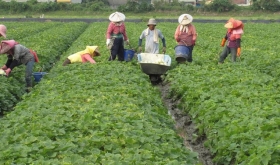 Cuando el precio de mercado cae el agricultor decide ya no cosechar